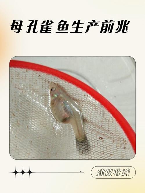 孔雀鱼繁殖前兆一小时图_临产孔雀鱼肚子方,胎斑变黑,需隔离待产 孔雀鱼繁殖前兆一小时图_临产孔雀鱼肚子方,胎斑变黑,需隔离待产