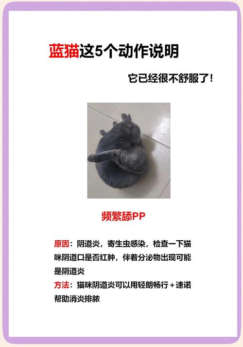 猫咪无法很好的感知什么味道_猫咪怕柑橘醋薄荷，爱吃肉不爱甜