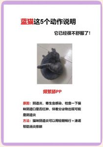 猫咪无法很好的感知什么味道_猫咪怕柑橘醋薄荷，爱吃肉不爱甜