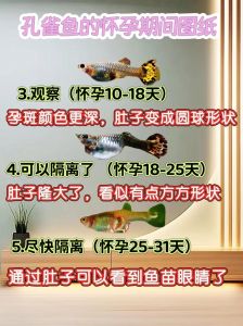 怎么判断孔雀鱼怀孕了_看胎斑肚子行为