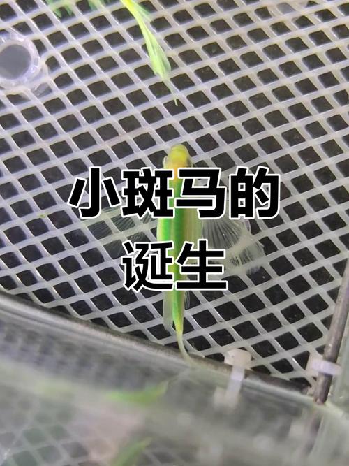 斑马鱼繁殖前兆图片_3-6月成熟,如何识别雌雄并繁殖? 斑马鱼繁殖前兆图片_3-6月成熟,如何识别雌雄并繁殖?
