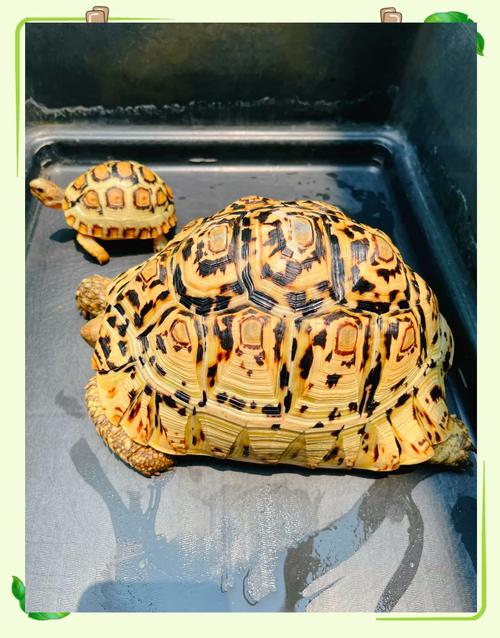 豹龟一年能长多少厘米_豹龟生长快易养吗? 豹龟一年能长多少厘米_豹龟生长快易养吗?