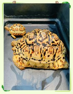 豹龟一年能长多少厘米_豹龟生长快易养吗？