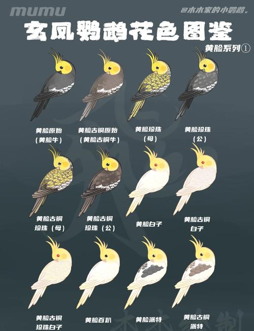 大绯胸鹦鹉能活多少年_大绯胸鹦鹉寿命25年,聪明活泼需精心饲养 大绯胸鹦鹉能活多少年_大绯胸鹦鹉寿命25年,聪明活泼需精心饲养