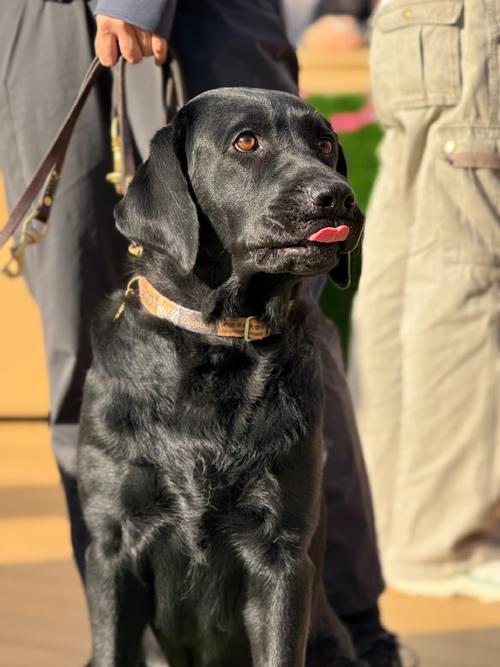 导盲犬一般是什么狗_导盲犬多选用拉布拉多和金毛，聪明易训助出行