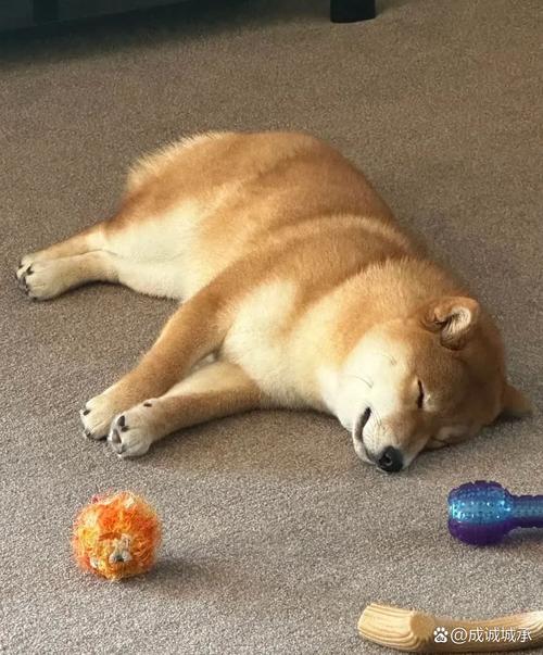 狗一天到晚没力气睡觉_狗狗精神差?警惕健康问题! 狗一天到晚没力气睡觉_狗狗精神差?警惕健康问题!