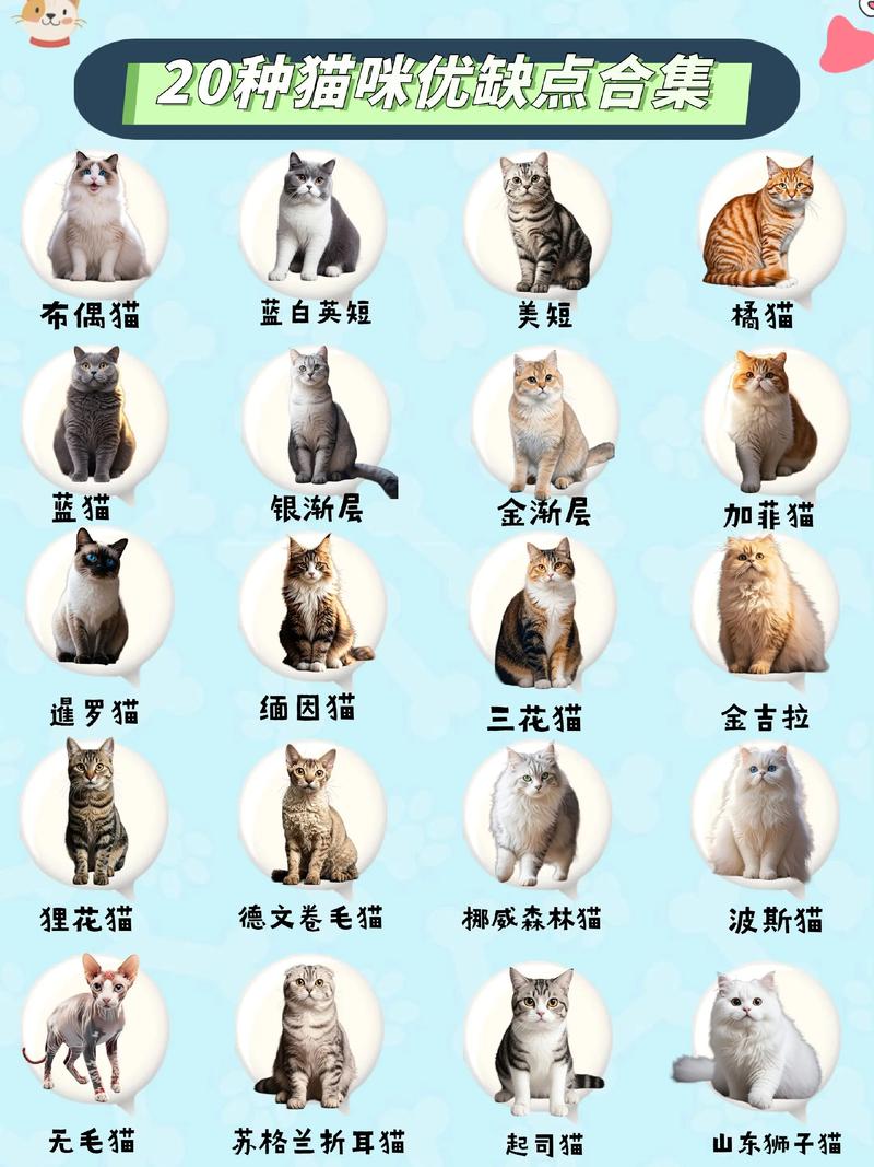 猫的品种大全及图片_布偶英短缅因德文卷毛猫特点及喂养 猫的品种大全及图片_布偶英短缅因德文卷毛猫特点及喂养