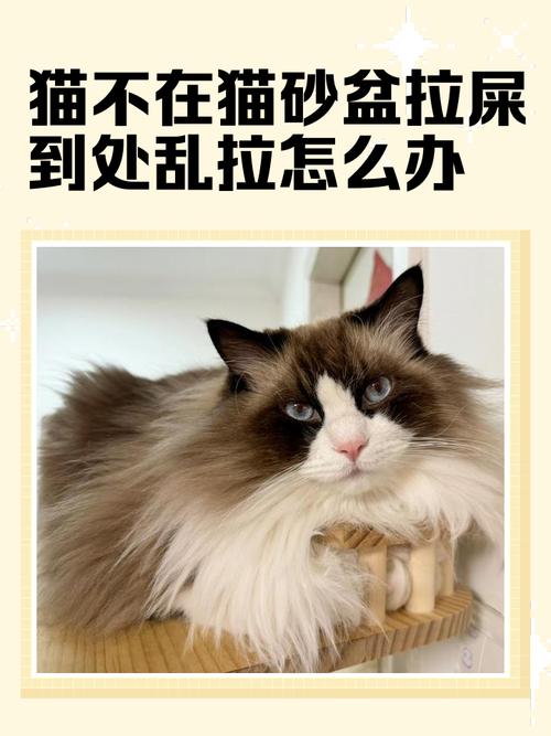 猫频繁去猫砂盆要警惕_猫咪频繁上厕所?快查查泌尿系统! 猫频繁去猫砂盆要警惕_猫咪频繁上厕所?快查查泌尿系统!