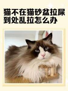 猫频繁去猫砂盆要警惕_猫咪频繁上厕所？快查查泌尿系统！