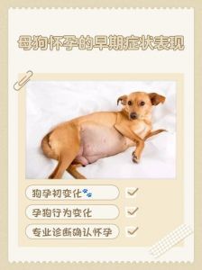 狗狗例假期间会怀孕吗_狗狗发情怀孕怎么办？