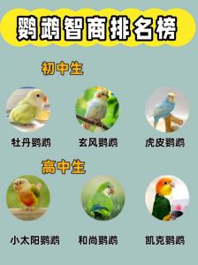 合法鹦鹉哪个最聪明_聪明鹦鹉大盘点，选只做伙伴！