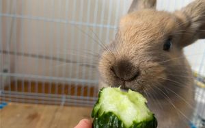 兔子能吃黄瓜吗_兔子可食黄瓜，但需适量，以干草为主食