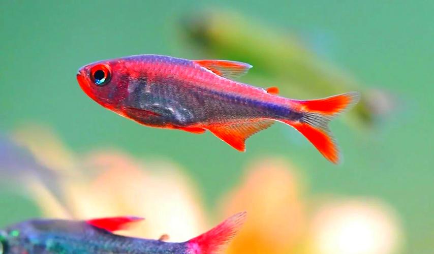 热带鱼小鱼攻击性强_热带鱼攻击性强原因及混养注意事项 热带鱼小鱼攻击性强_热带鱼攻击性强原因及混养注意事项