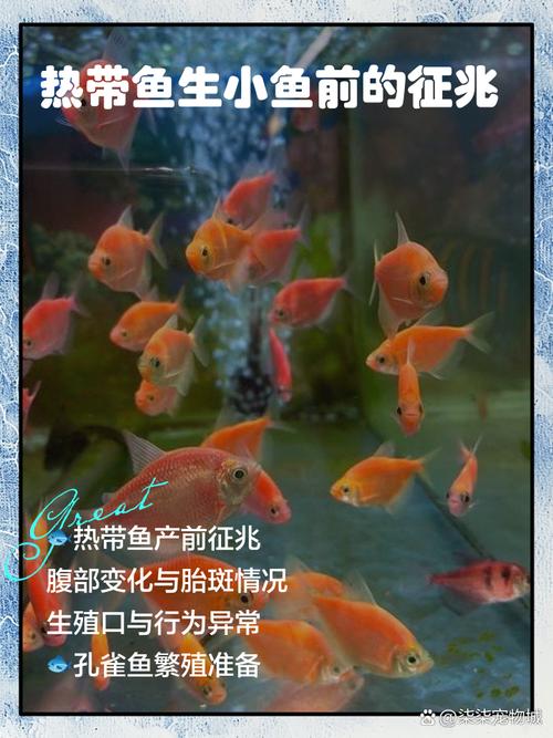 接吻鱼生产前的征兆_接吻鱼临产特征及繁殖注意事项 接吻鱼生产前的征兆_接吻鱼临产特征及繁殖注意事项