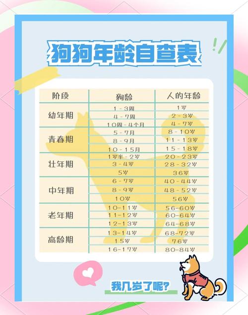 狗8岁相当于人几岁_狗狗8岁算多少岁?科学算法与照顾指南 狗8岁相当于人几岁_狗狗8岁算多少岁?科学算法与照顾指南