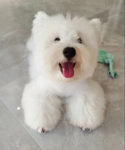 西高地白梗是猎犬吗_猎犬出身，宠物典范