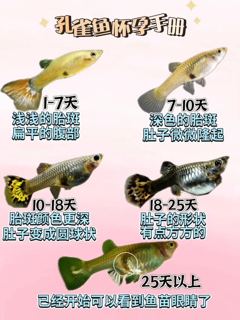 孔雀鱼繁殖征兆图_肚子方孔突出,快隔离! 孔雀鱼繁殖征兆图_肚子方孔突出,快隔离!