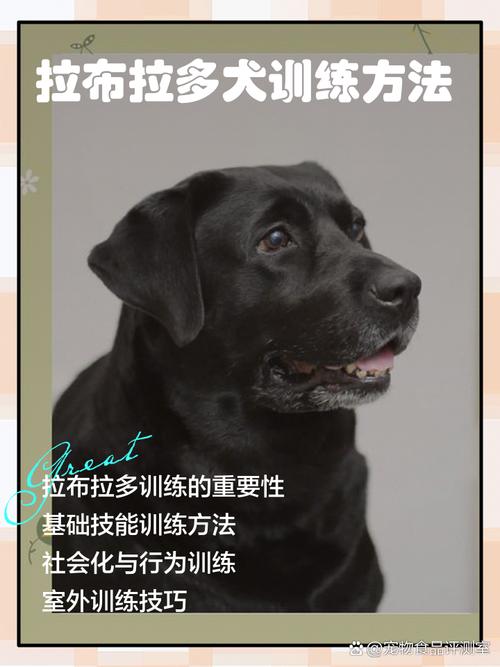 拉布拉多犬最佳训练期_3-6个月是关键 拉布拉多犬最佳训练期_3-6个月是关键