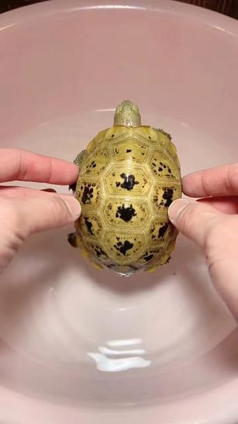 缅甸陆龟食欲不振_缅甸陆龟食欲减退怎么办？