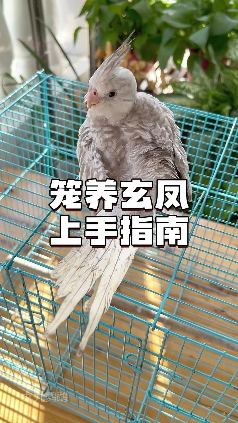 玄凤鹦鹉什么时候教说话_玄凤学说话有黄金期,雏鸟时最佳 玄凤鹦鹉什么时候教说话_玄凤学说话有黄金期,雏鸟时最佳