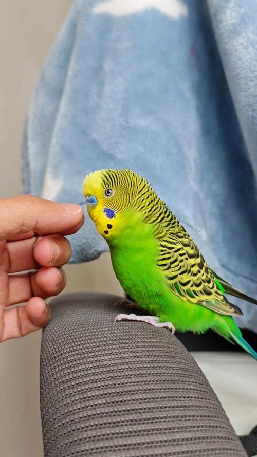 会说话的鹦鹉品种_聪明鹦鹉会说话,选对品种多训练! 会说话的鹦鹉品种_聪明鹦鹉会说话,选对品种多训练!