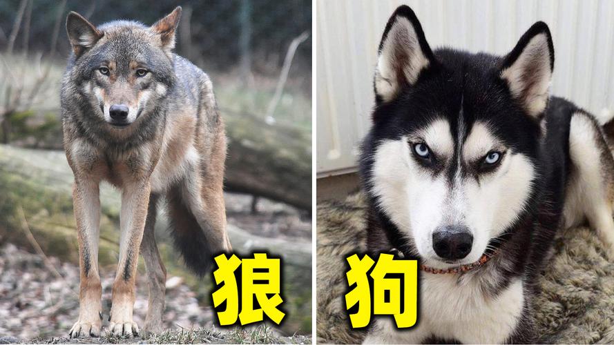 狗和狼的后代有生育能力吗_狗狼可杂交,但需谨慎饲养防风险 狗和狼的后代有生育能力吗_狗狼可杂交,但需谨慎饲养防风险