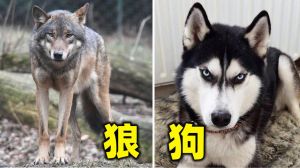 狗和狼的后代有生育能力吗_狗狼可杂交，但需谨慎饲养防风险