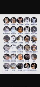 所有猫的品种及图片_英短安静，美短活泼，选对才幸福！