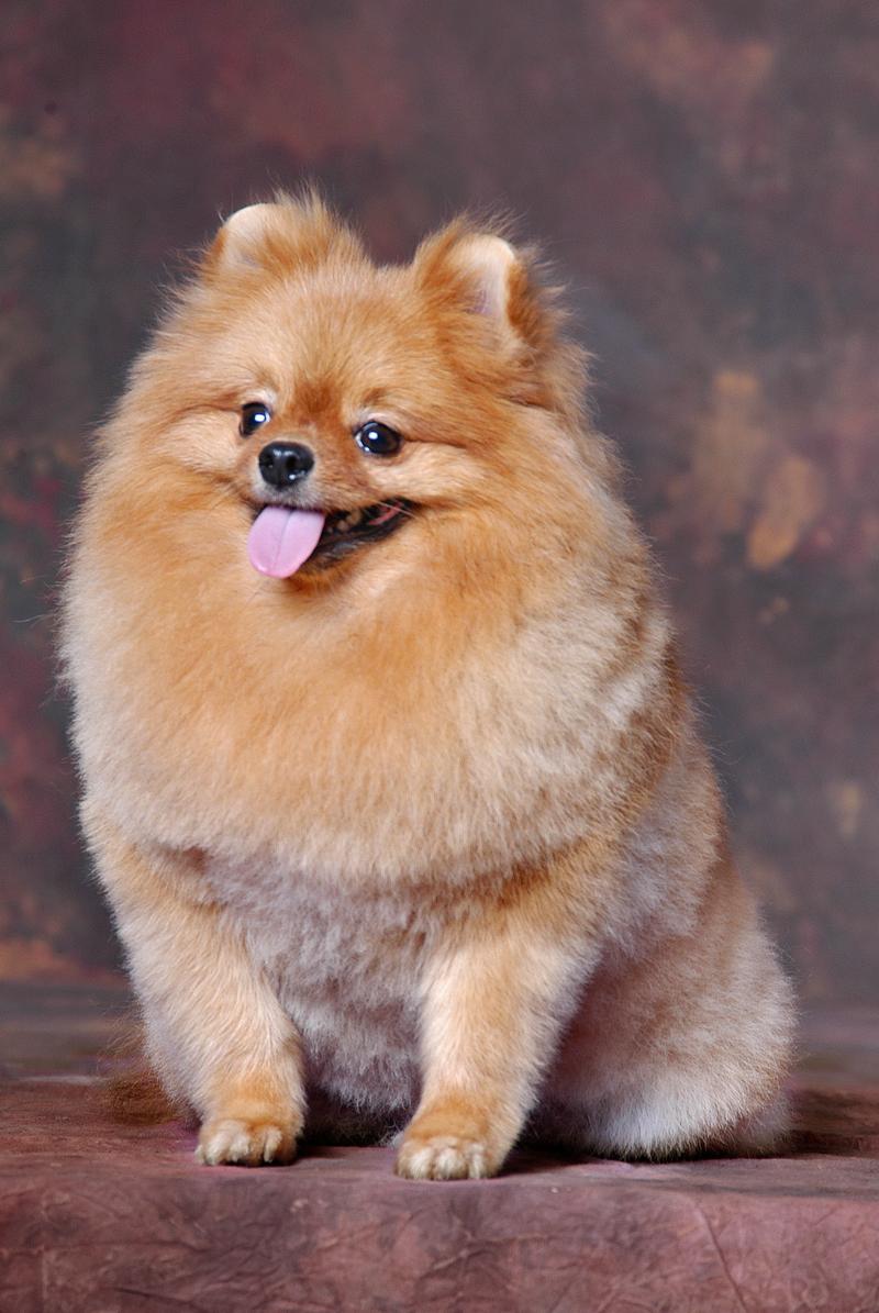 什么狗最好养又聪明_聪明运动型 vs 温柔陪伴型 什么狗最好养又聪明_聪明运动型 vs 温柔陪伴型