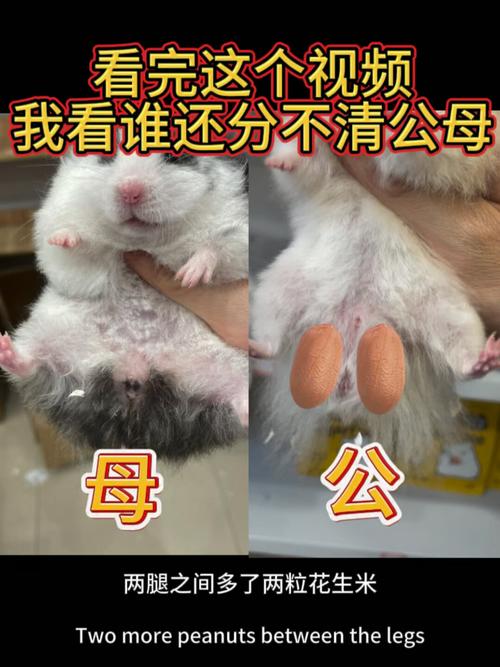 成年仓鼠公母参照图_区分公母仓鼠看蛋蛋香腺,幼鼠看乳头间隔 成年仓鼠公母参照图_区分公母仓鼠看蛋蛋香腺,幼鼠看乳头间隔