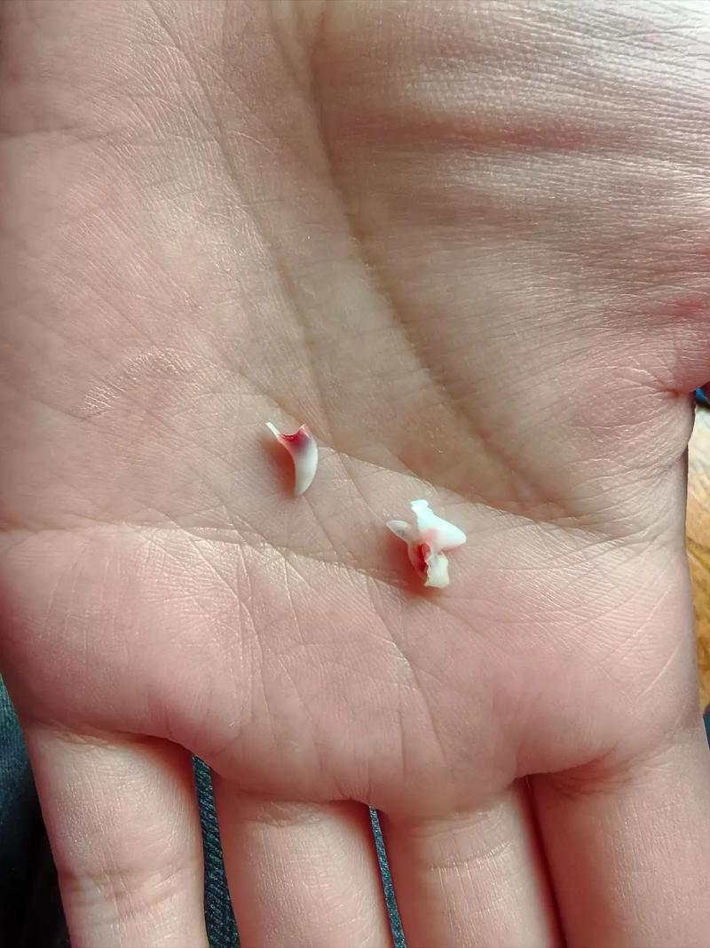 小鹿犬多久换牙_时间护理与训练 小鹿犬多久换牙_时间护理与训练