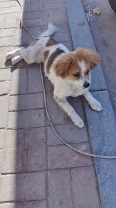 蝴蝶犬串串能活多久_蝴蝶串串寿命13-15年，科学喂养很关键！