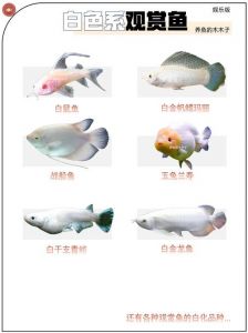 十大观赏鱼_大型好养观赏鱼推荐，新手易养鱼种介绍