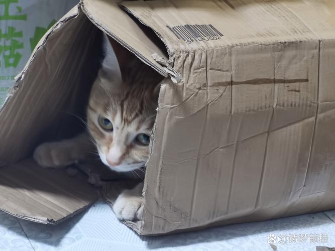 猫突然喜欢把自己缩在盒子里_灵活钻进,安全温暖小天地 猫突然喜欢把自己缩在盒子里_灵活钻进,安全温暖小天地