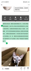 猫咪为什么在床上尿_猫咪床上尿尿怎么办？解决方法在这！