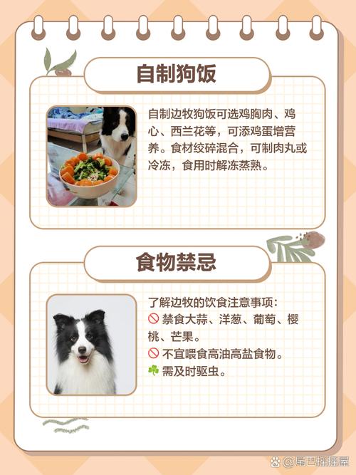 26斤边牧一天吃多少狗粮_边牧喂多少?体重年龄活动量定! 26斤边牧一天吃多少狗粮_边牧喂多少?体重年龄活动量定!