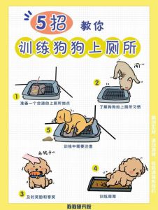 狗狗口令大小便_狗狗定点大小便训练法
