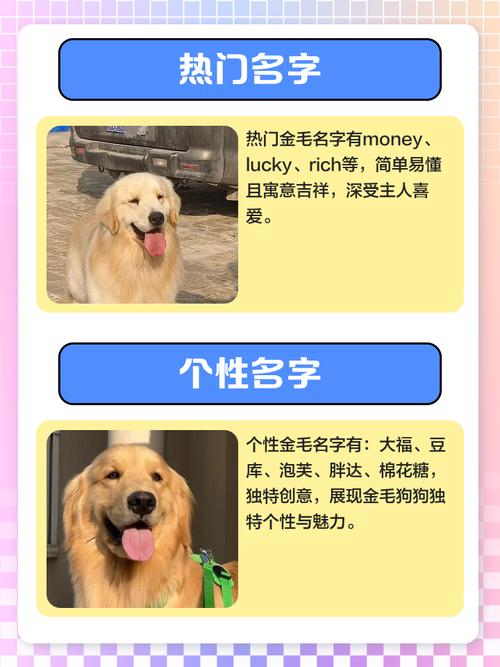 金毛犬学名叫什么_友善聪明家庭好伙伴
