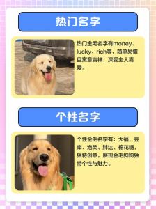 金毛犬学名叫什么_友善聪明家庭好伙伴