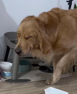 狗狗老是翻垃圾桶怎么办_狗狗翻垃圾桶怎么办？