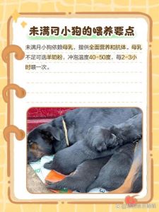 小狗能不能喝纯牛奶_小狗莫喝牛奶，肠胃易出问题