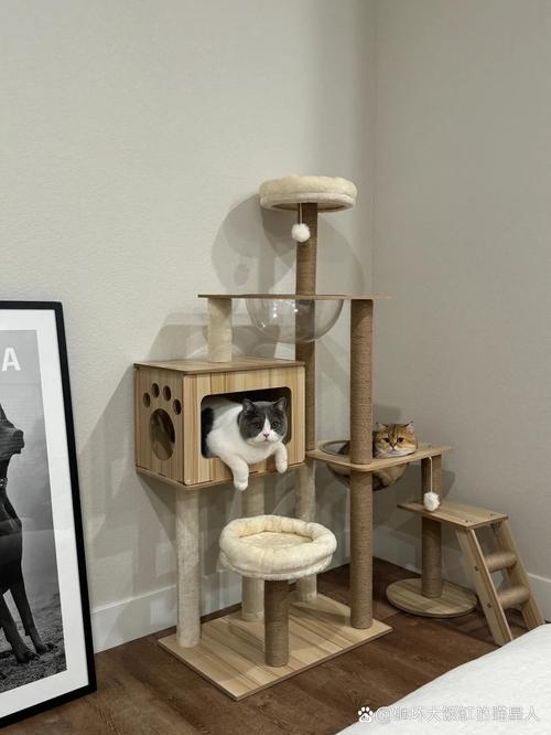 盒子里的猫咪阁楼柜子_暖心养猫手游《盒子里的猫咪》，精美画面寻宝乐趣