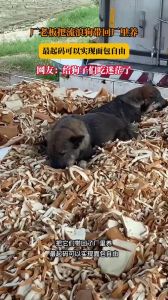 流浪狗能不能捡回家养_警惕渴望流浪狗，收养需耐心准备，传递生命关爱