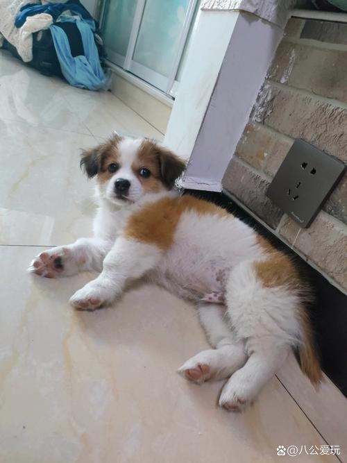 蝴蝶犬串串智商高吗_聪明蝴蝶犬好养?早期科学训练很重要! 蝴蝶犬串串智商高吗_聪明蝴蝶犬好养?早期科学训练很重要!