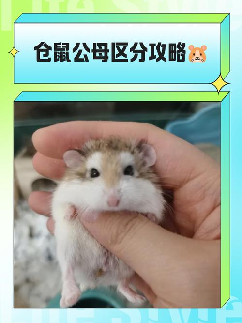 老公公仓鼠公母对照图_香腺臀部乳头看性别 老公公仓鼠公母对照图_香腺臀部乳头看性别