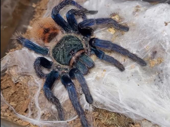 委内瑞拉红绿橙毒性_色彩艳丽但有毒性 委内瑞拉红绿橙毒性_色彩艳丽但有毒性