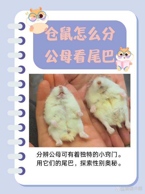 老公公仓鼠公母对照图_香腺臀部乳头看性别 老公公仓鼠公母对照图_香腺臀部乳头看性别