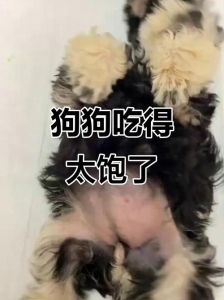 小狗吃多了会怎么样_小狗吃撑危险大，定时定量科学喂