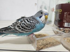 哪种小型鹦鹉最聪明_养鹦鹉选哪种？牡丹玄凤虎皮特点解析