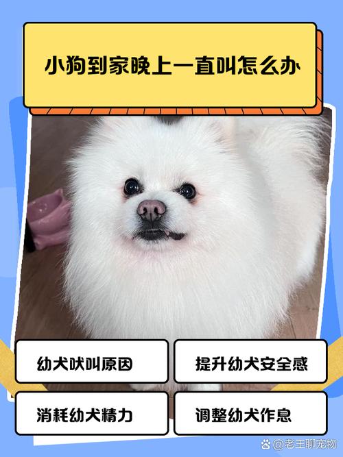 狗狗新到家晚上叫唤_狗狗新家夜叫怎么办? 狗狗新到家晚上叫唤_狗狗新家夜叫怎么办?